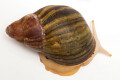 Archachatina purpurea Guinea albino body adult, F1, 9cm